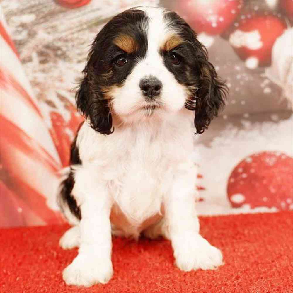 Image of a pet breed in the gallery