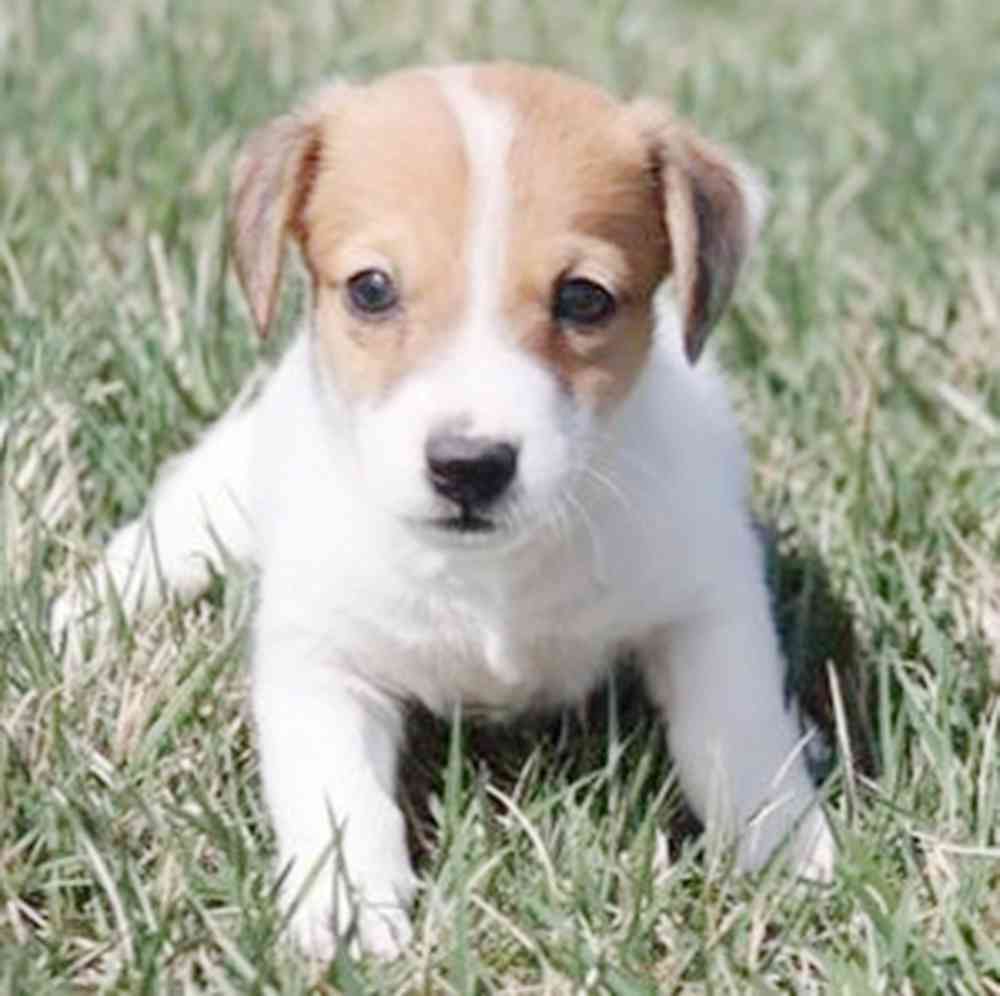 Image of a pet breed in the gallery