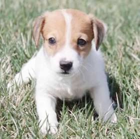 Jack Russell Terrier