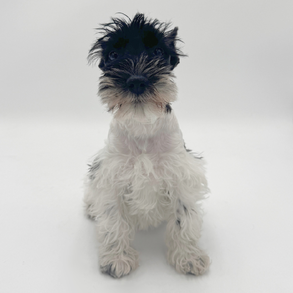 Image of a pet breed in the gallery