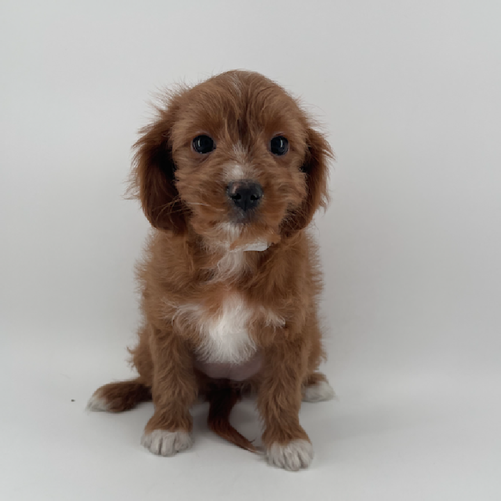 Image of a pet breed in the gallery