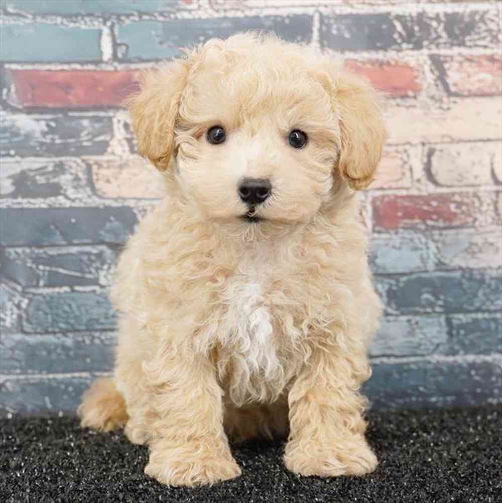 Image of a pet breed in the gallery