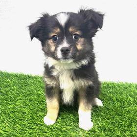 Mini Australian Shepherd
