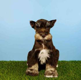 Mini Schnauzer