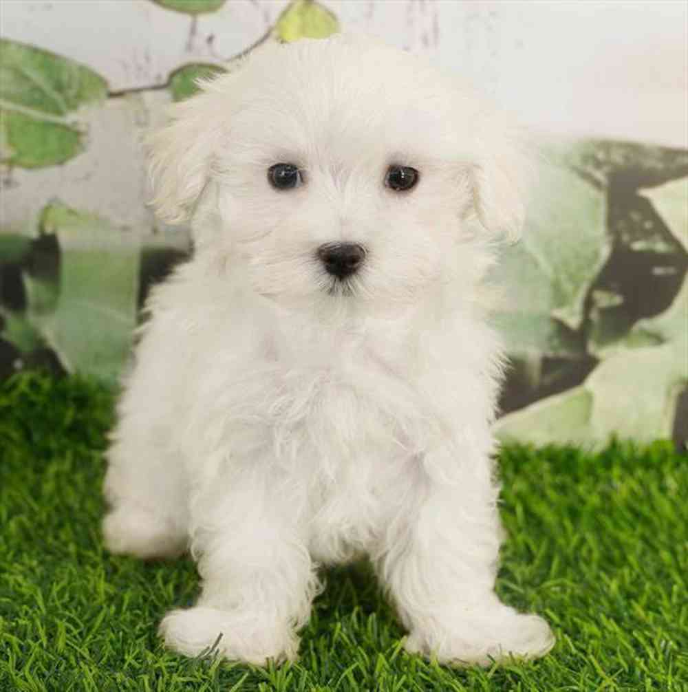 pet breed image