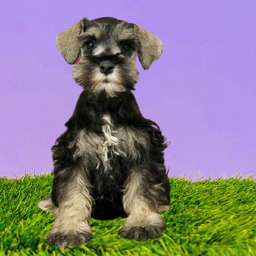 Female Mini Schnauzer Puppy for Sale in Marietta, GA