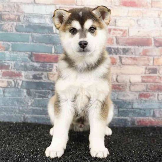 Alaskan Klee Kai