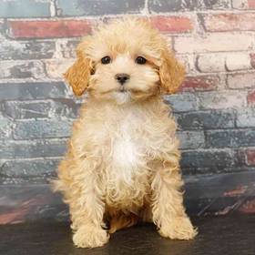 Cavapoo