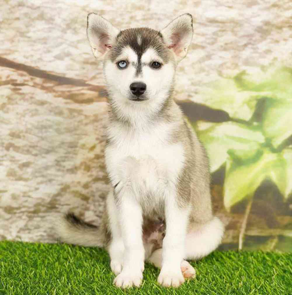 Image of a pet breed in the gallery
