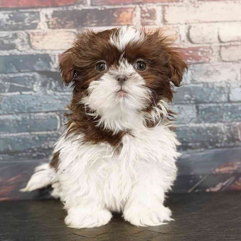 Image of a pet breed in the gallery