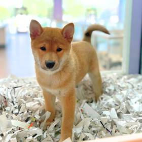 Shiba Inu