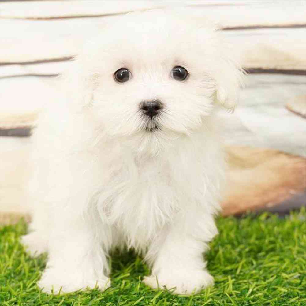 pet breed image