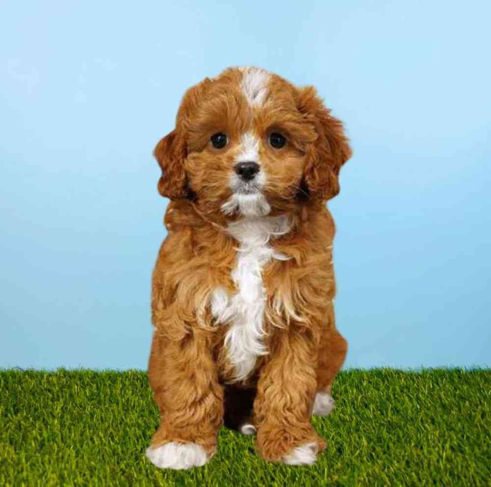 Female Cavapoo Puppy for Sale in Meridian, ID