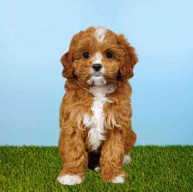 Cavapoo