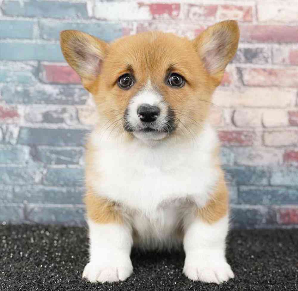 Image of a pet breed in the gallery