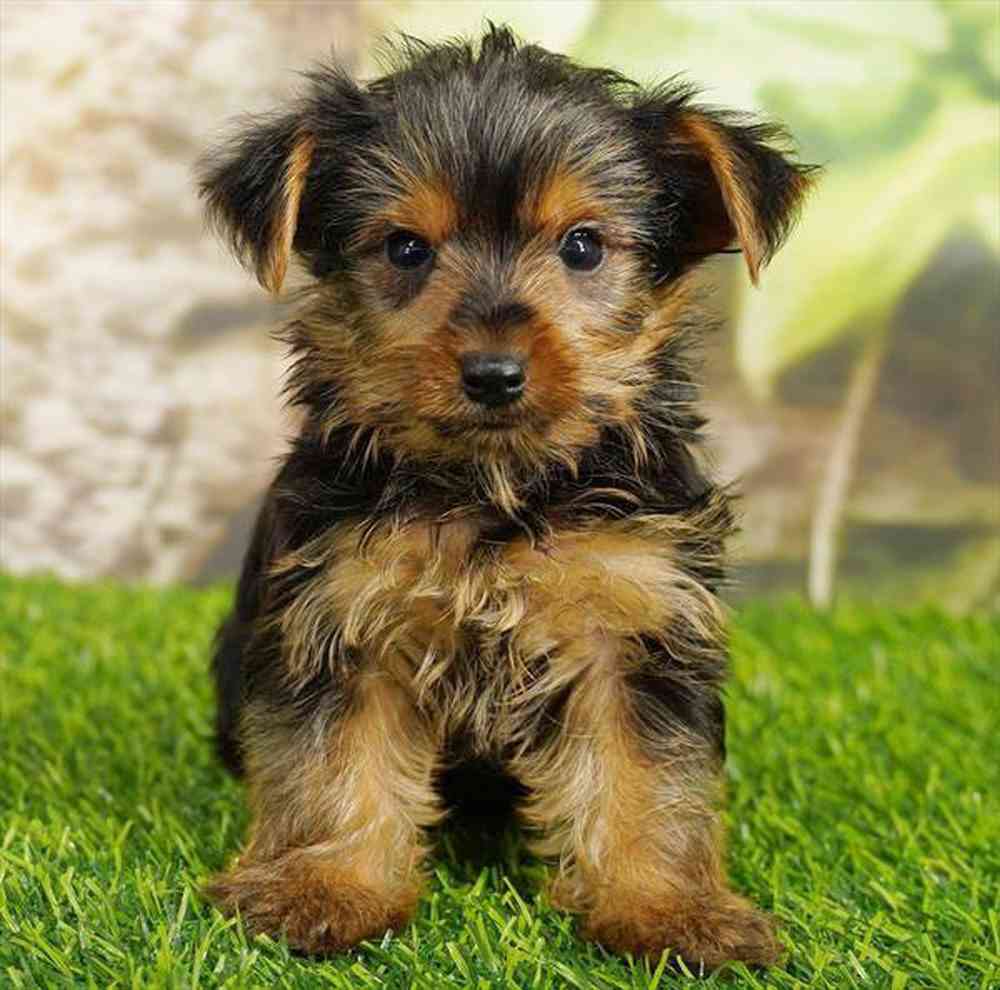 Image of a pet breed in the gallery