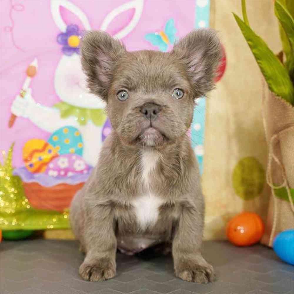 Image of a pet breed in the gallery