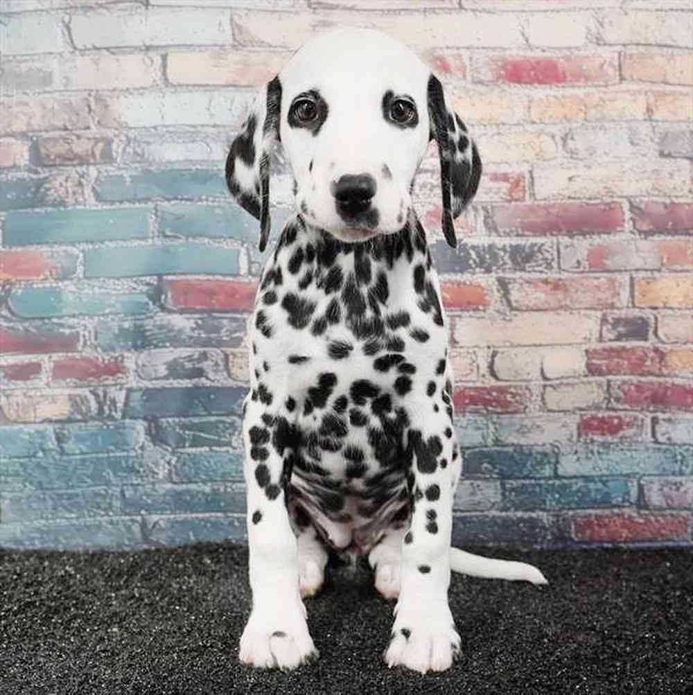 Image of a pet breed in the gallery
