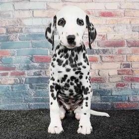 Dalmatian