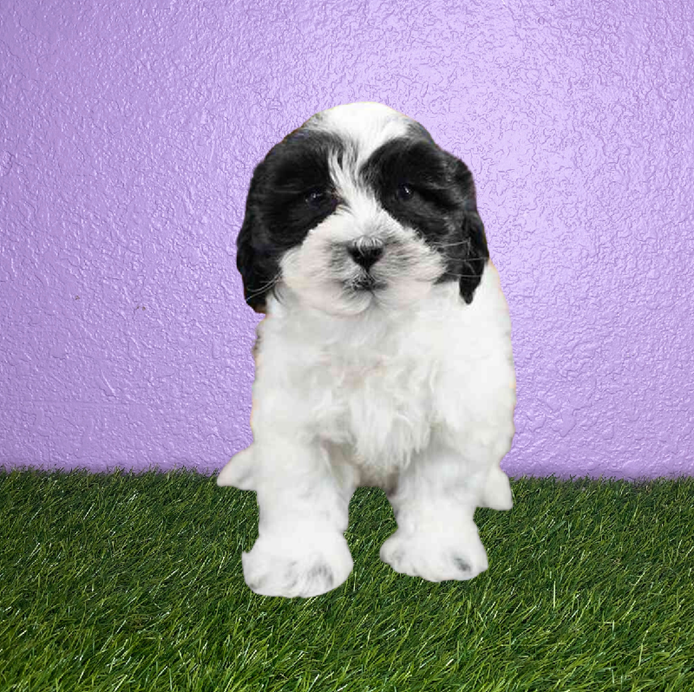 carousel pet images