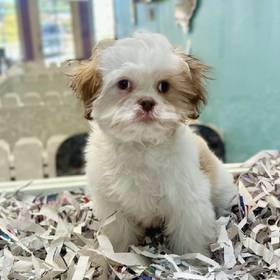 Shih Tzu