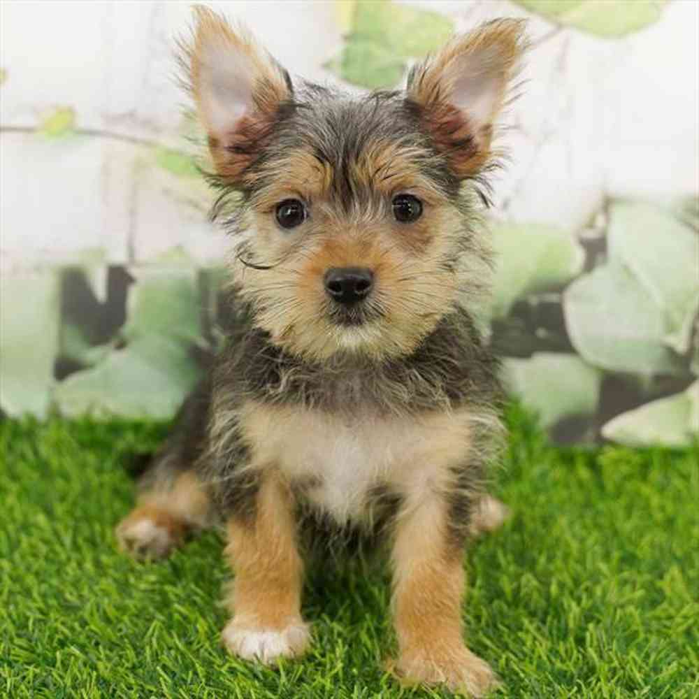Image of a pet breed in the gallery
