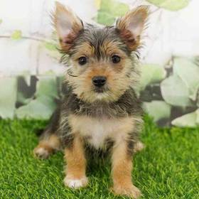Maltese/Silky