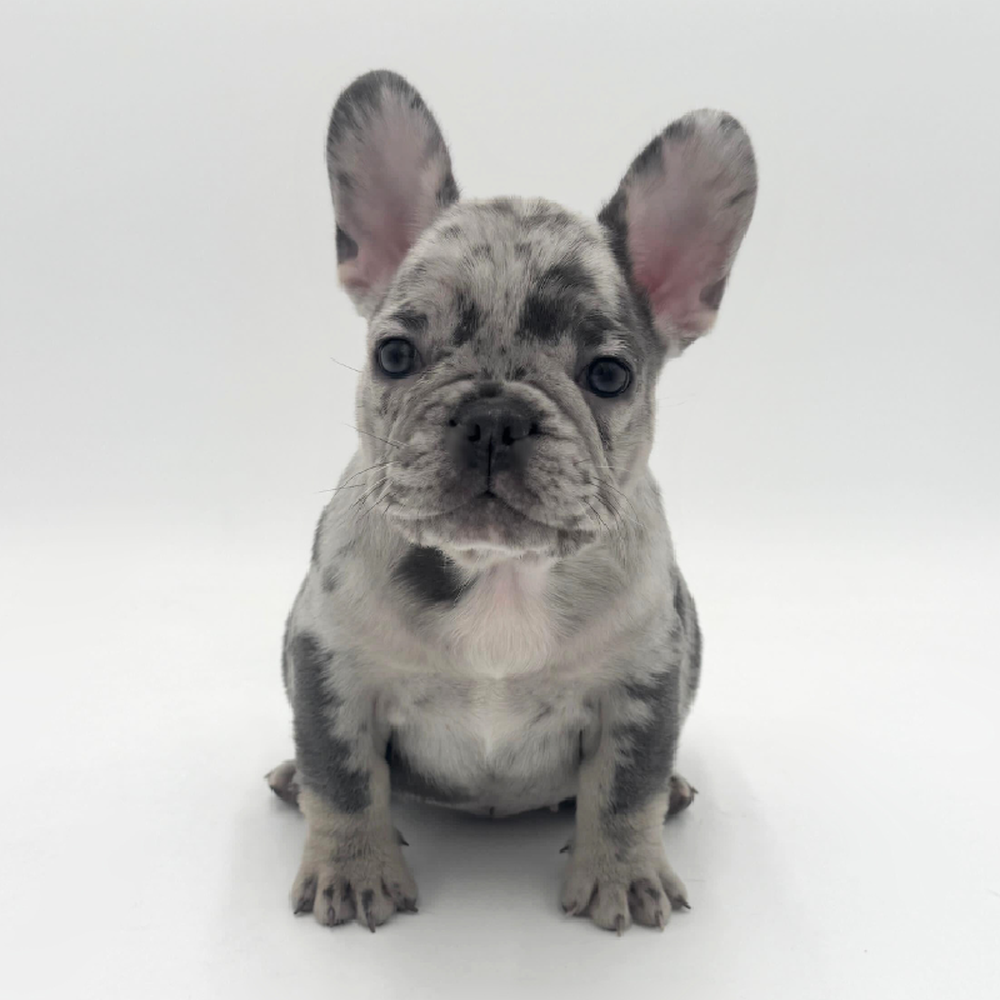 Image of a pet breed in the gallery
