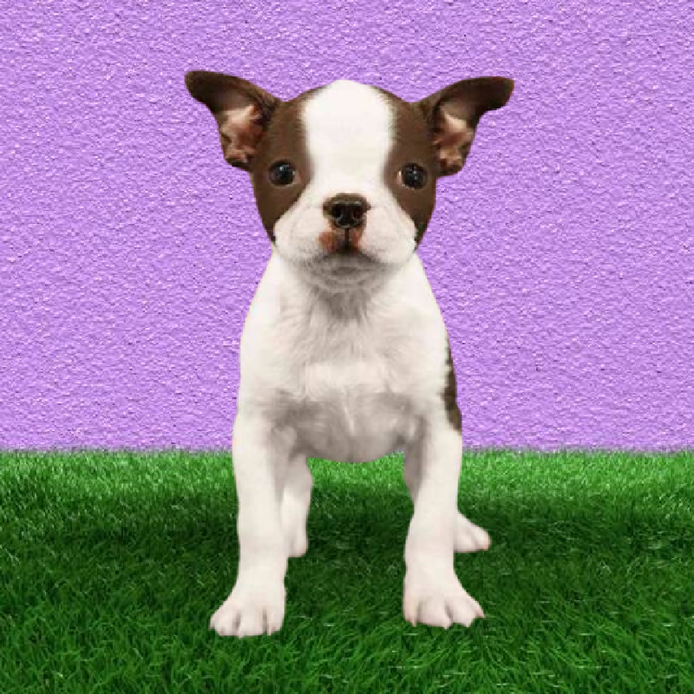 Female Boston Terrier Puppy for Sale in Marietta, GA