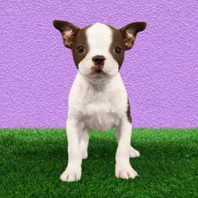 Boston Terrier