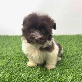 Havanese