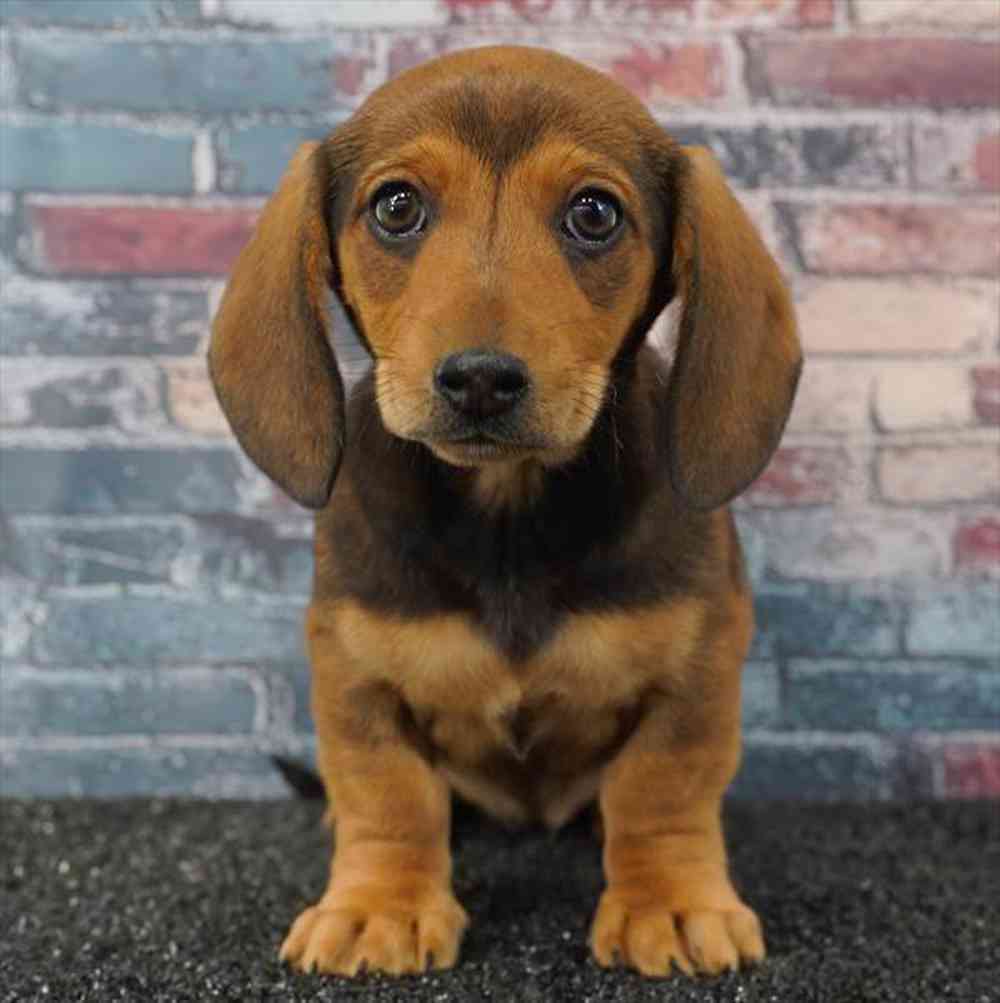 Image of a pet breed in the gallery