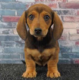Dachshund