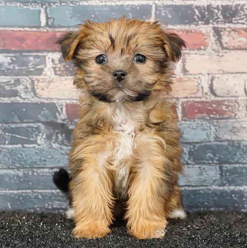 Image of a pet breed in the gallery