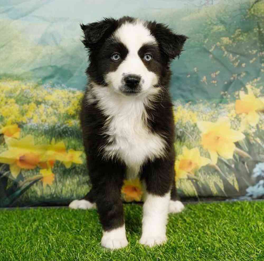pet breed image