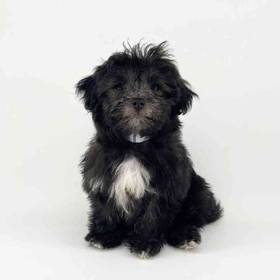Havanese