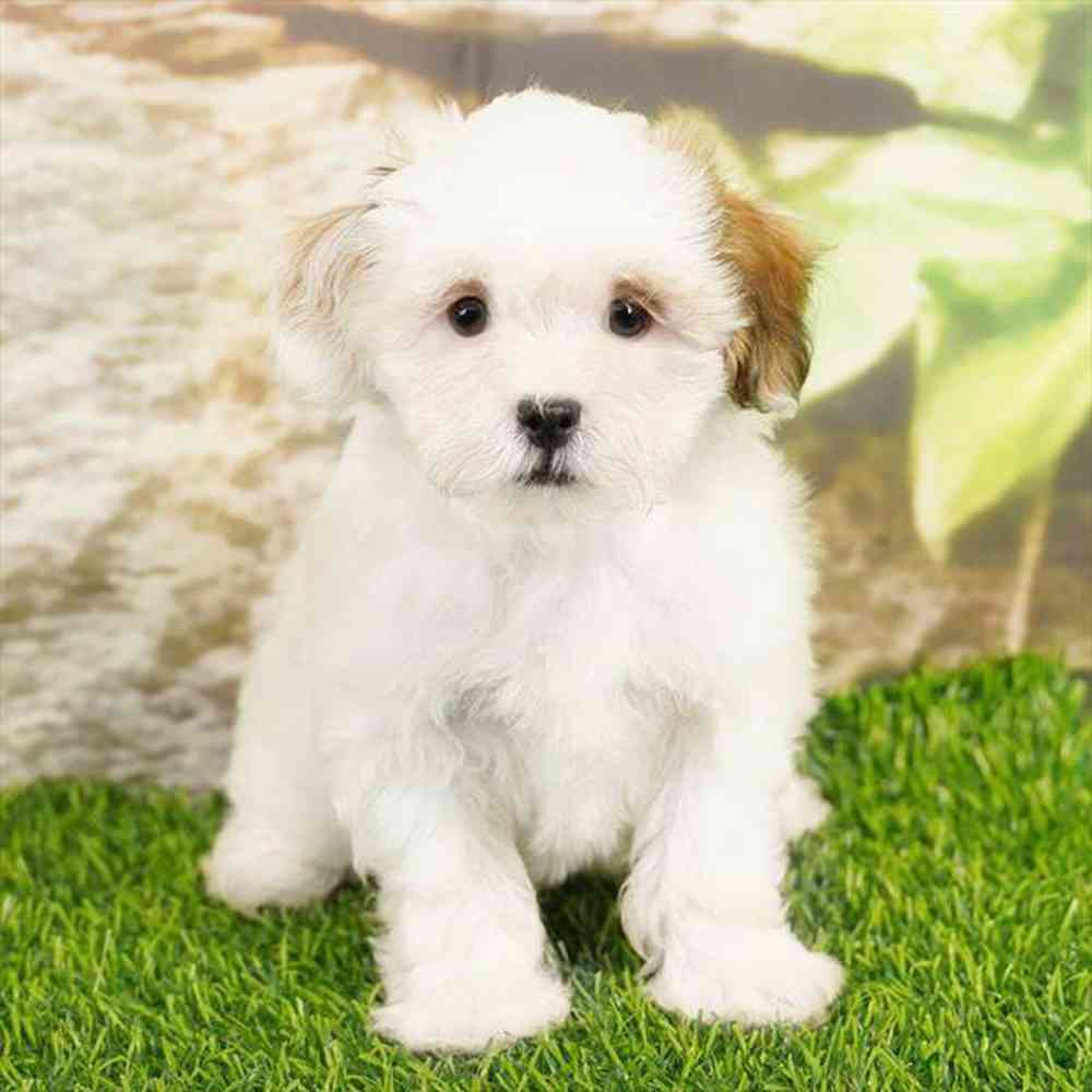Image of a pet breed in the gallery