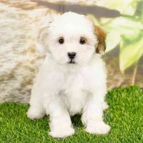 Shizapoo