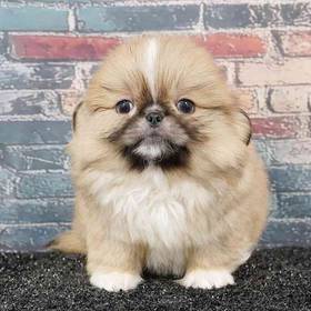 Pekingese