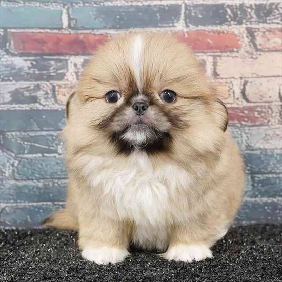 Pekingese