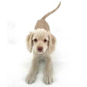 Cockapoo