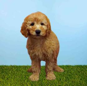 2nd Gen Mini Goldendoodle