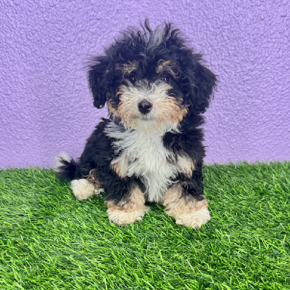 carousel pet images