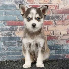 Alaskan Klee Kai