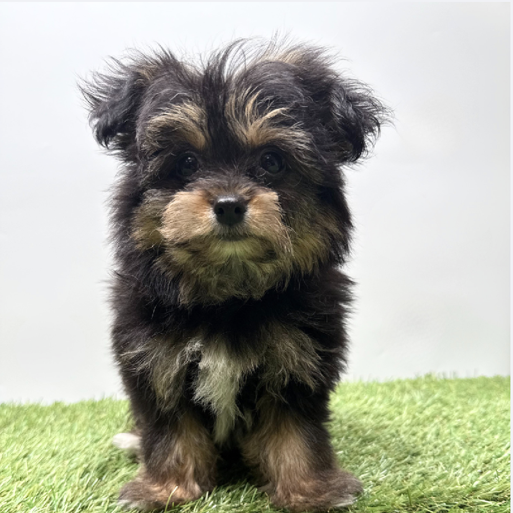 pet breed image