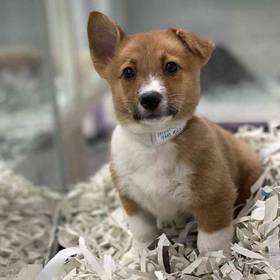 Pembroke Welsh Corgi