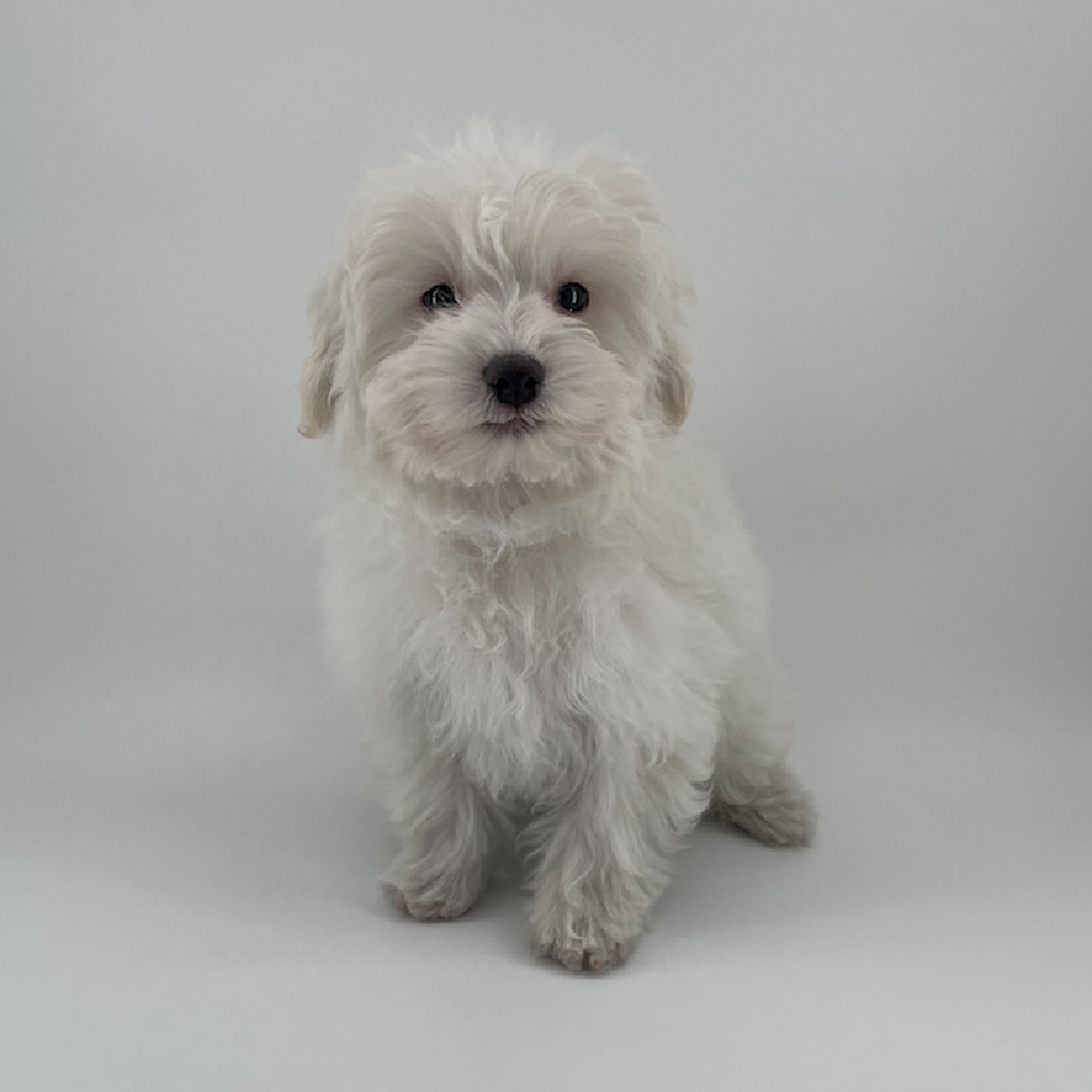 pet breed image