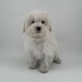 Maltipoo
