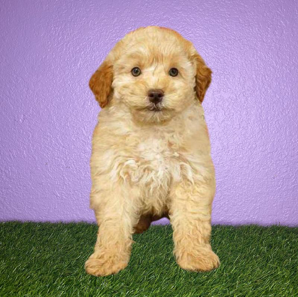 Male Poodle Puppy for sale