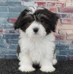 Havanese